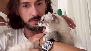 cat fishpetfun kitten beaglecrew pet funny kitty cutecat cute pets (3)