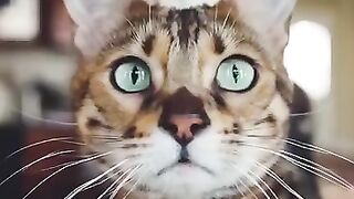 cat fishpetfun kitten beaglecrew pet funny kitty cutecat cute pets (3) 2