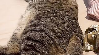 cat fishpetfun cute chihuahuafanclub funny pet pets (1)