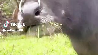Funny video very nice and good video.