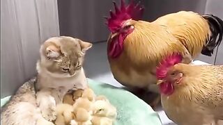 Chicken Admiring a Cat