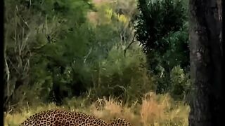 The leopard revenge. wildanimals animals foryou The leopard revenge. wildanimals animals foryou