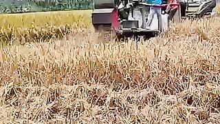 Best Rice Harvesting Machine Choice to Increase Productivity