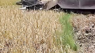 InterestingMomentsWhenCuttingRiceintheRiceFieldsriceharvesteryanmaryh850(360p)