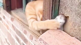 Billi ka kamal