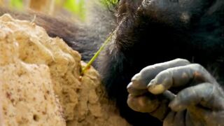 wildlife animalsworld animalslifestyle