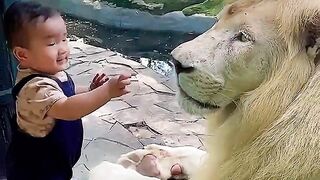 Brave Boy Gently Touches a Lions Nose Unbelievable Moment!