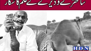 Pakistans Sindh government teams up with local NGO to provide artificial limb to camel after leg amputation