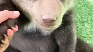 Unbelievable Growth! See How This Animal Transformed Over Time