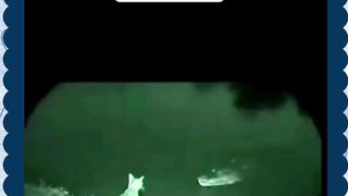 kucing ini agak lain