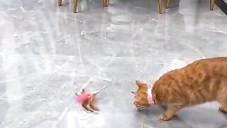 Fun   masti    FunVideo  funnyreels 61