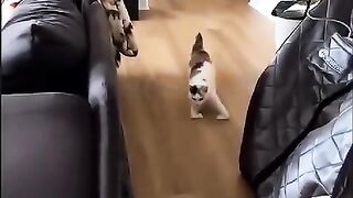 Fun   masti    FunVideo  funnyreels 68