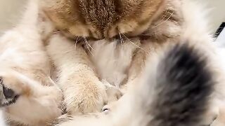 Fun   masti    FunVideo  funnyreels   cute cat