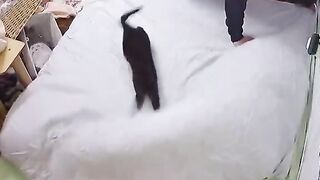 ДА ИМАШ КОТКА ЗА ПОМОЩНИК