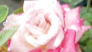 Phool 5