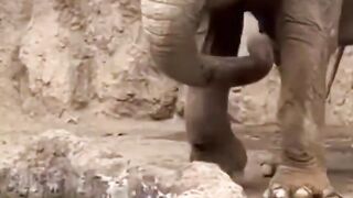 Science girl on X- Elephant saving a Gazelle https----cbF6zcQRcn -