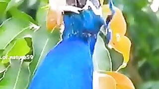 Original Sounds of Animals