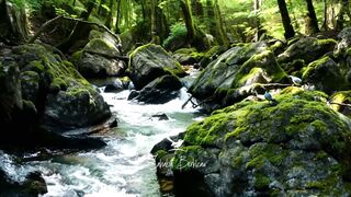 River Rhythm and Birdsong