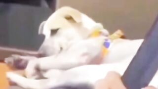 funny dog 28