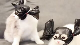 funny cat 132