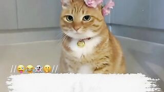 Cats video 8