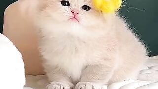 Cute cats 40