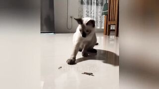 Try not to laugh  animal funniest video