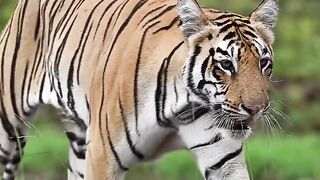 The tiger 2