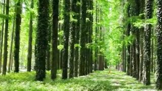 Beautiful nature 246