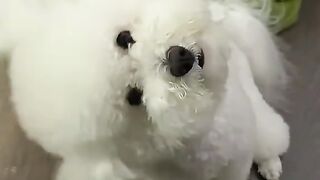 dog  cute pet kitten animals funny pets beautiful puppy complicity (7)