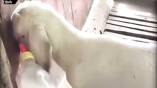 Bakri ke bacche ka Nakhra