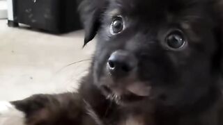 dog  cute pet kitten animals funny pets beautiful puppy complicity (4) 2