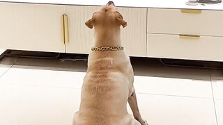 When Dogs Get Scared But Its Hilarious!