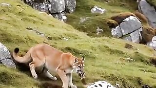Animal 75
