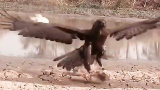 Bird Video
