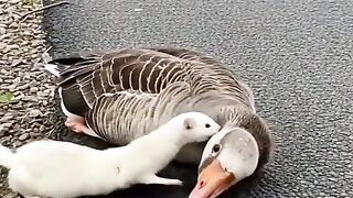 Rescue Animal