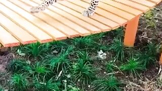 Where technology heals and hearts care  Vantara, under Anant Ambani, is redefining animal welfare and  AnantDadaEra AnantAmbani
