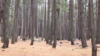 Ushu Forest Without Snowfall in July  Swat Valley Adventure Tour