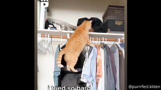 The nonsense of Cats