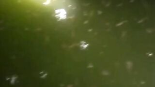 Akibat musim BEDIDING larva lele banyak terkena penyakit jamur