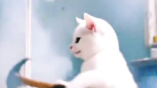 Yellow cat story