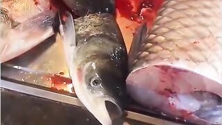 Fun   masti    FunVideo  funnyreels 103