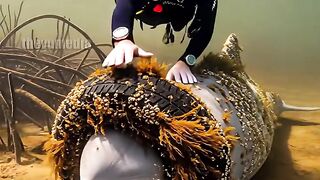 A dolphin was stuck with a  rescue team cut it with a blade, cleaned it, and freed the  swam away happily.