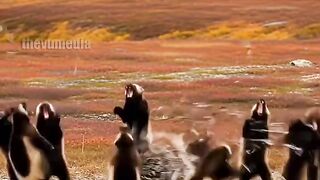 Porcupines Fierce Escape
