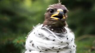 Eagles Brave Rescue