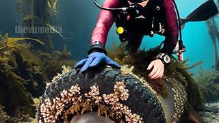 Seals Ocean Rescue