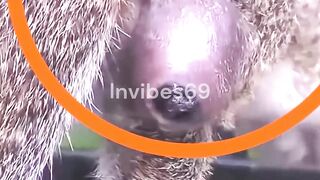 This Squirrel Has Unique Disease