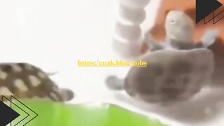 Si mbaknya gemes banget sama kucingnya sampe dicium-cium terus
