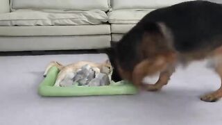 Mom Cat And Dog