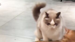 Cat WWE